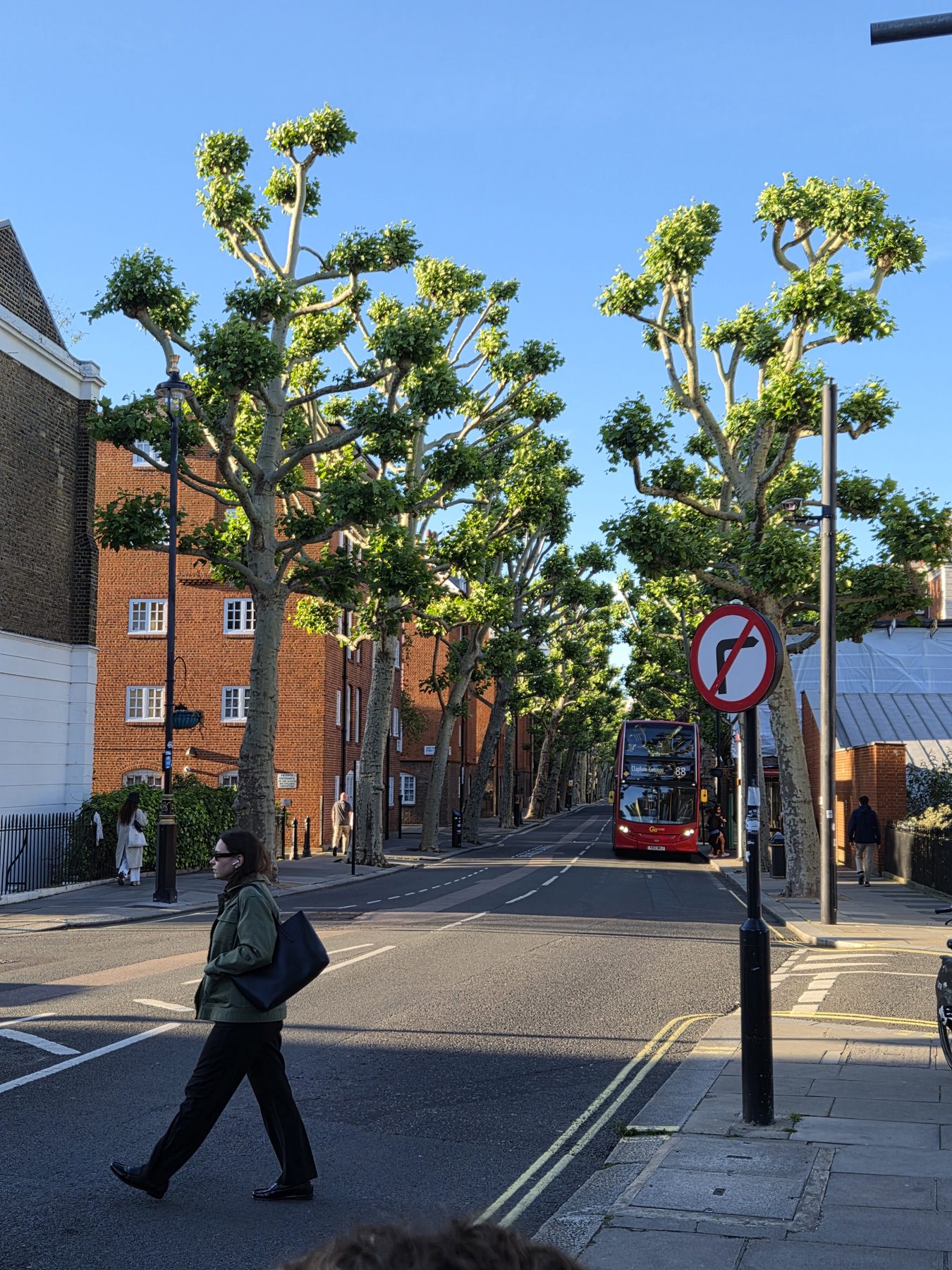 London plane trees, pollarded to knuckles. The 88 in the distance.