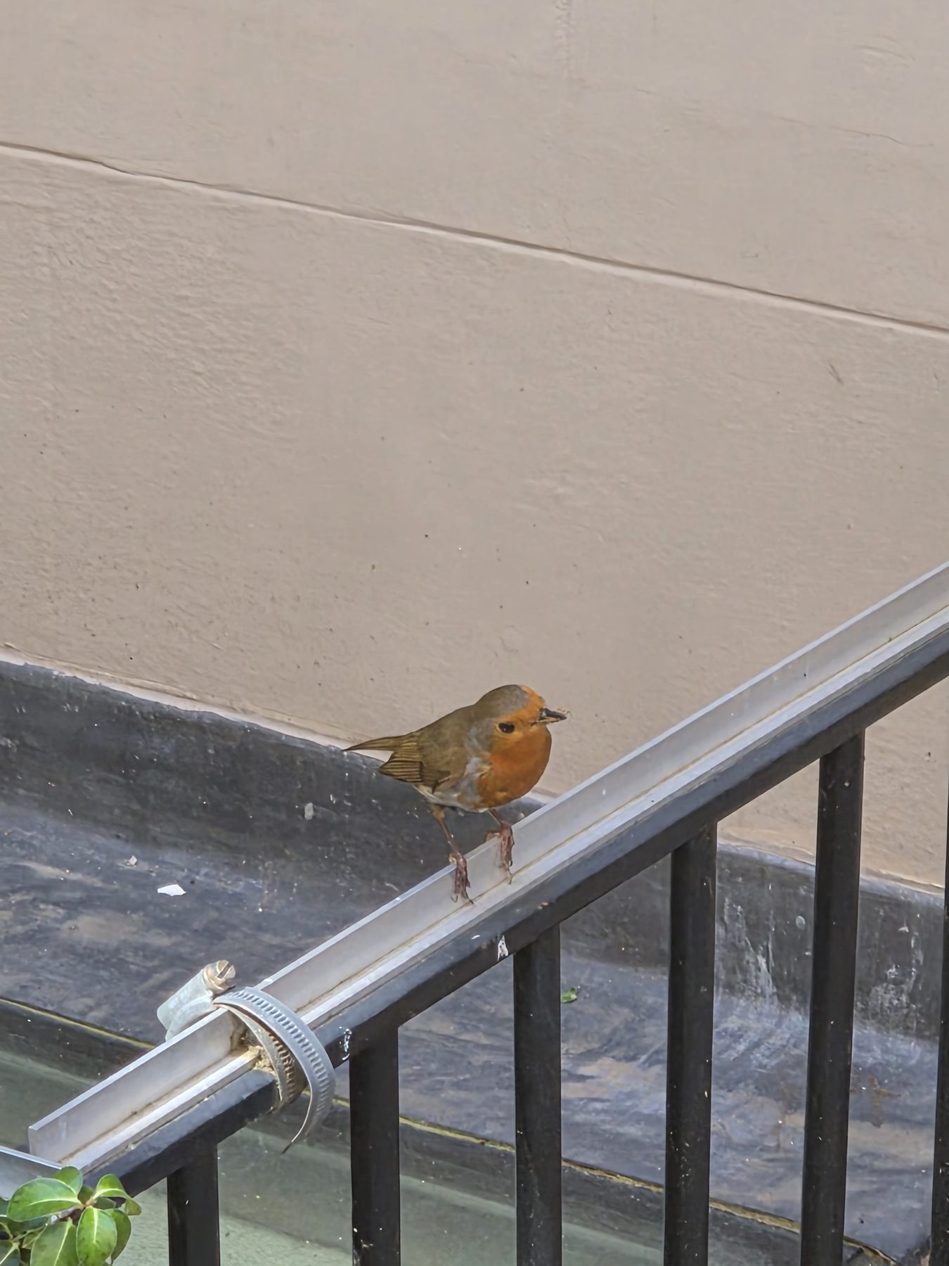 A robin that held still just long enough.