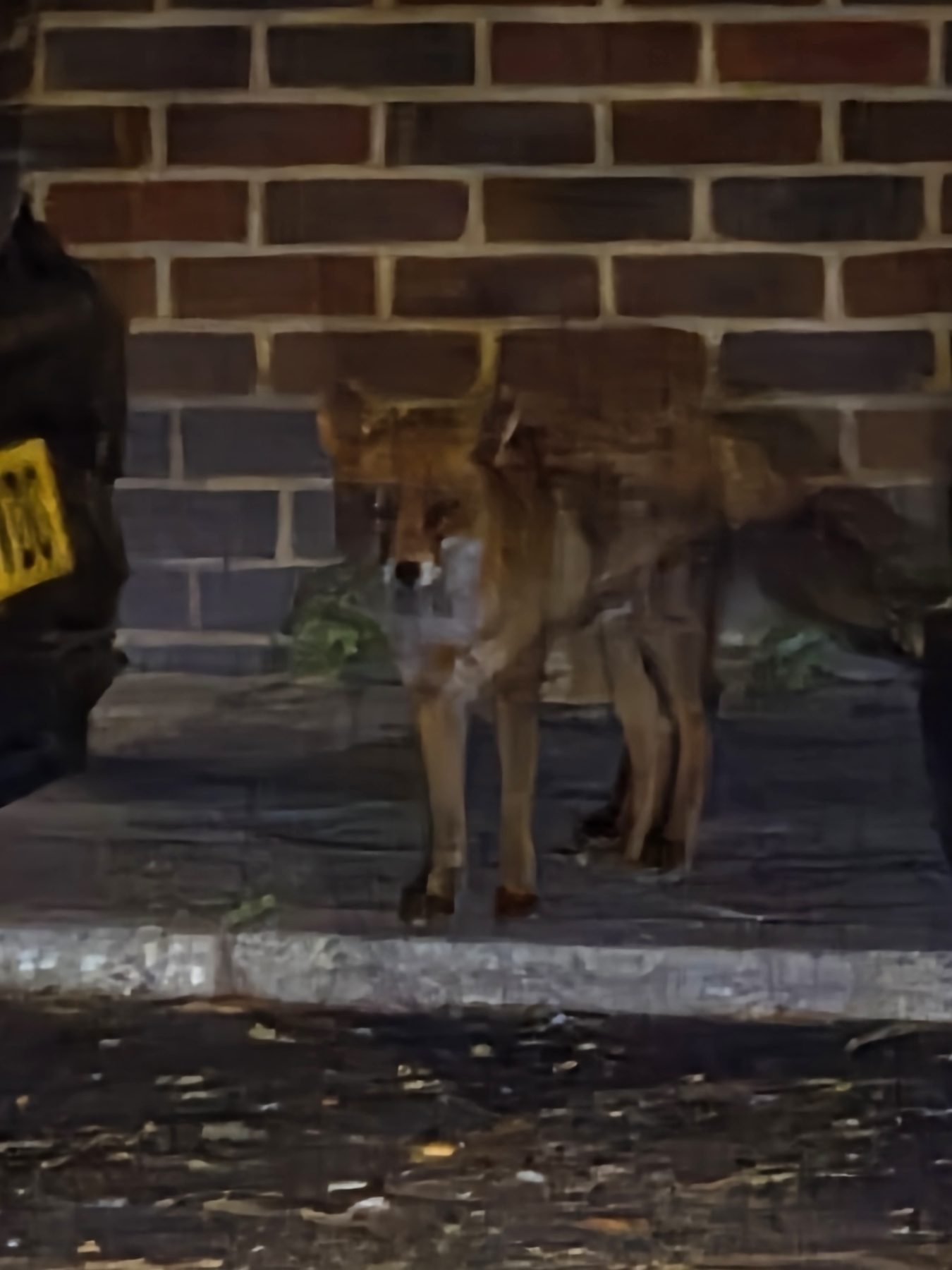 A fox doing its rounds at dusk.