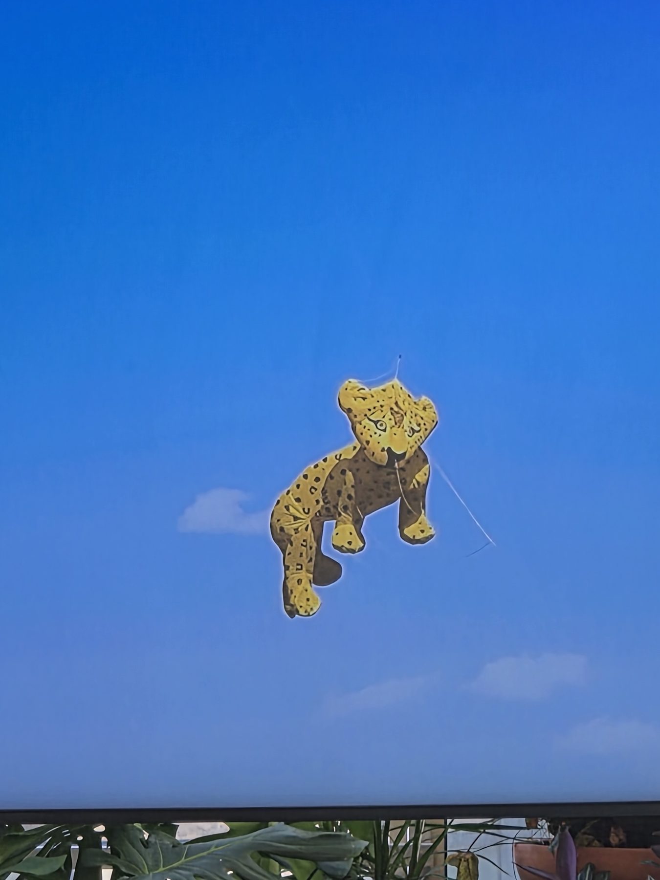 Someone flew a leopard.