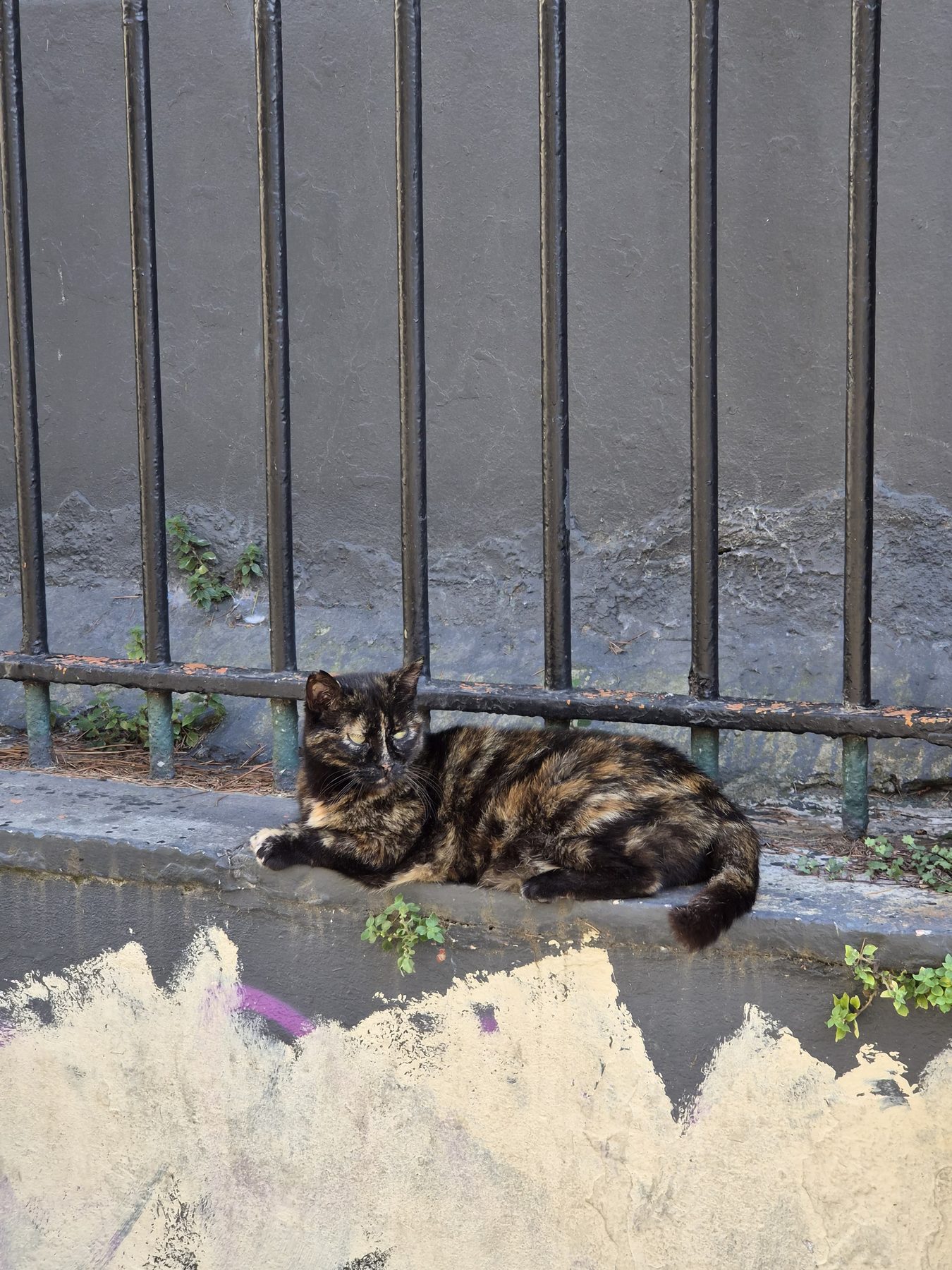 One of Istanbul's landlords.