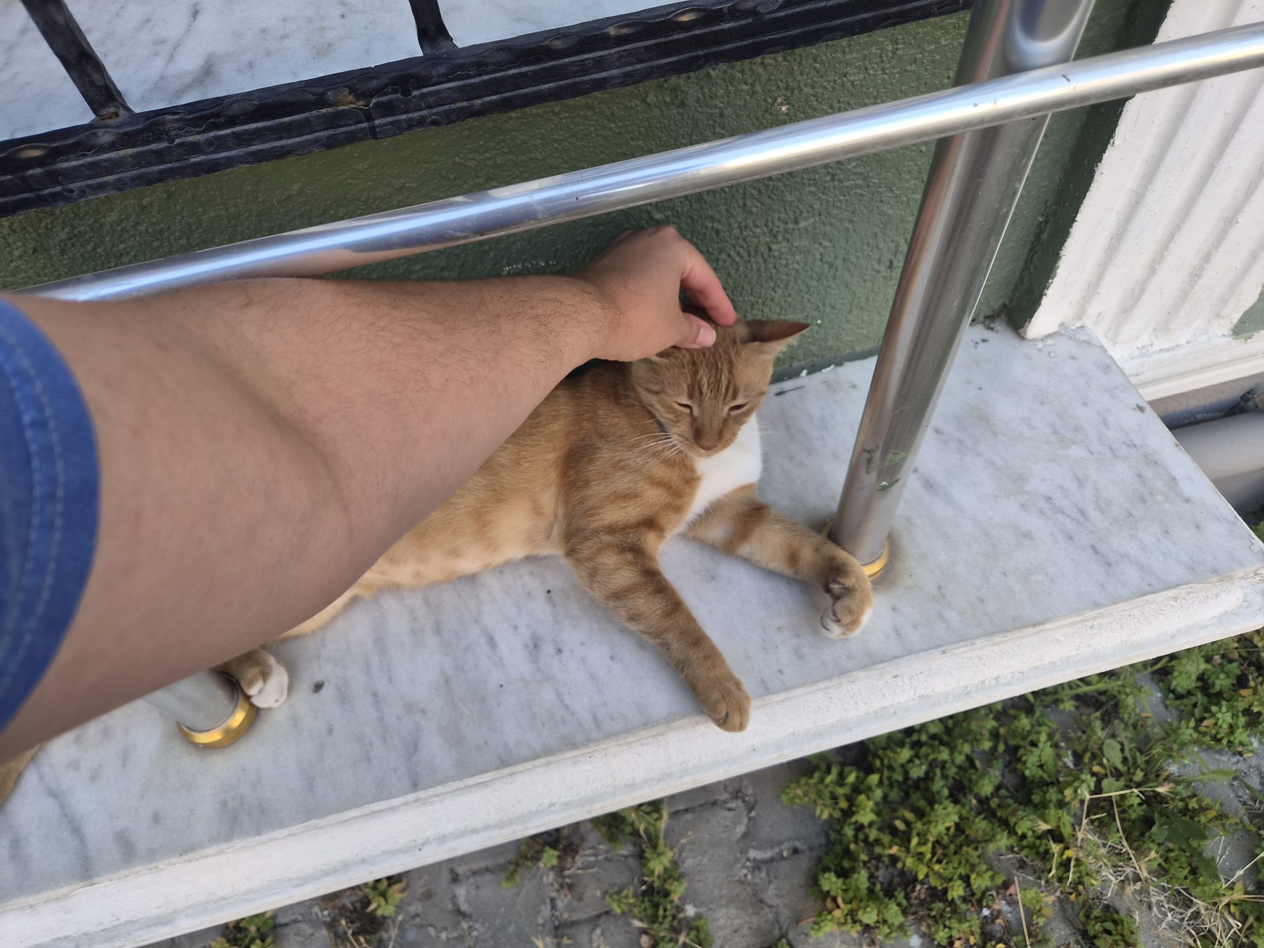 Chin scratch, gratefully received.